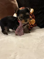 Ozzy, a male Yorkshire Terrier for sale in Houston, TX – 7 of 7