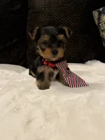 Ozzy, a male Yorkshire Terrier for sale in Houston, TX – 5 of 7