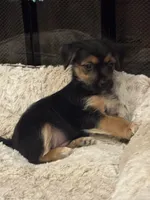 Simba, a male Morkie for sale in Houston, TX – 4 of 6