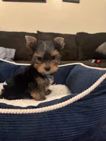 Benny, a male Yorkshire Terrier for sale in Houston, TX – 7 of 8