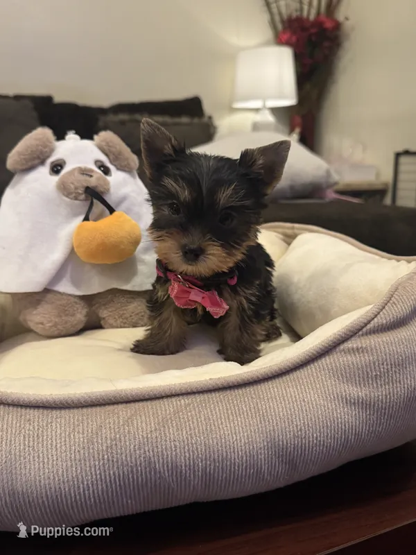 Lilo – Yorkshire Terrier puppy for sale in Houston, TX