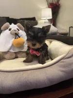 Lilo, a female Yorkshire Terrier for sale in Houston, TX – 1 of 4