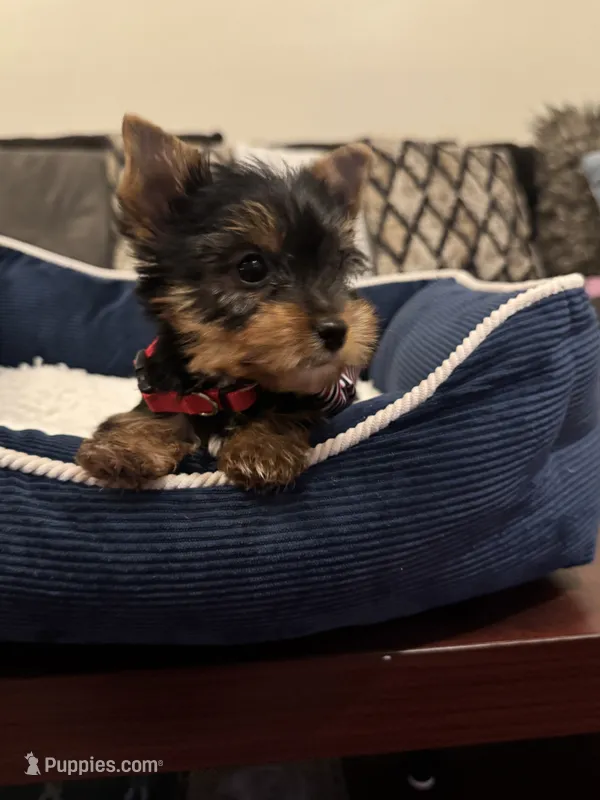 Jack – Yorkshire Terrier puppy for sale in Houston, TX