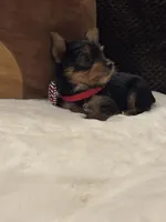 Jack, a male Yorkshire Terrier for sale in Houston, TX – 4 of 9