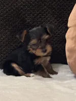 Tiffany, a female Yorkshire Terrier for sale in Houston, TX – 5 of 7