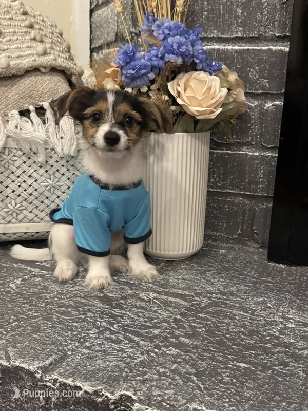 Lucas – Morkie puppy for sale in Houston, TX
