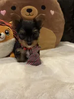 Jack, a male Yorkshire Terrier for sale in Houston, TX – 2 of 9
