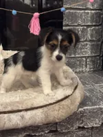 Lucas, a male Morkie for sale in Houston, TX – 6 of 6