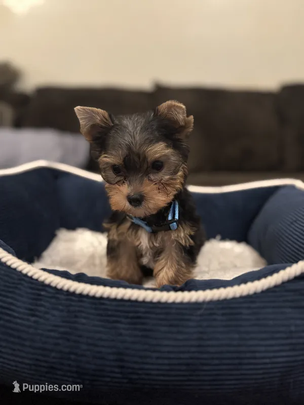 Benny – Yorkshire Terrier puppy for sale in Houston, TX