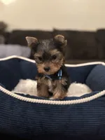 Benny, a male Yorkshire Terrier for sale in Houston, TX – 1 of 8