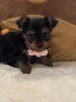 Celine, a female Yorkshire Terrier for sale in Houston, TX – 3 of 6