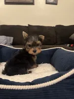 Benny, a male Yorkshire Terrier for sale in Houston, TX – 4 of 8