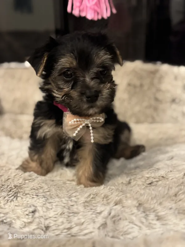 Brisa – Yorkshire Terrier, Morkie puppy for sale in Houston, TX
