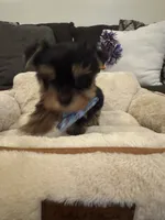 Milo, a male Yorkshire Terrier for sale in Houston, TX – 5 of 5