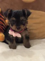 Celine, a female Yorkshire Terrier for sale in Houston, TX – 2 of 6