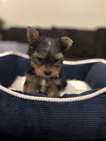 Benny, a male Yorkshire Terrier for sale in Houston, TX – 5 of 8