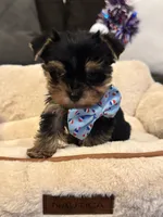 Milo, a male Yorkshire Terrier for sale in Houston, TX – 4 of 5