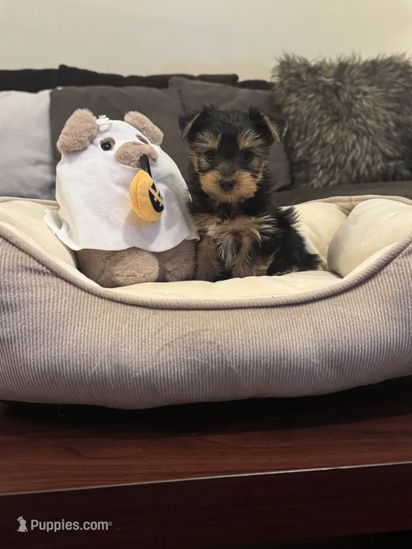 Maximo – Yorkshire Terrier puppy for sale in Houston, TX
