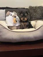 Maximo, a male Yorkshire Terrier for sale in Houston, TX – 1 of 5