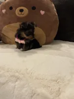 Celine, a female Yorkshire Terrier for sale in Houston, TX – 4 of 6