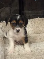 Ziggi, a male Morkie for sale in Houston, TX – 4 of 6