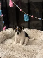 Lucas, a male Morkie for sale in Houston, TX – 3 of 6