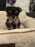 Rosie, a female Yorkshire Terrier for sale in Houston, TX – 3 of 5