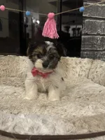 Megan, a female Yorkshire Terrier and Morkie for sale in Houston, TX – 3 of 6