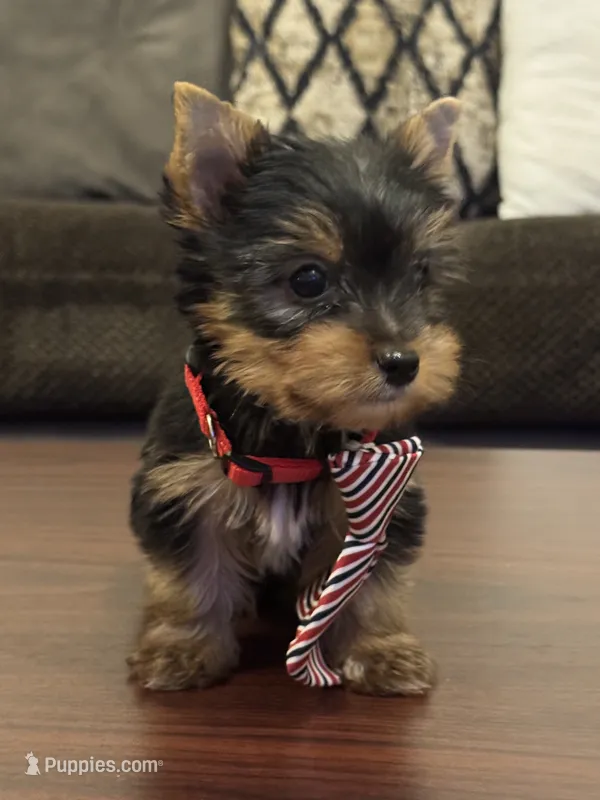 Jack – Yorkshire Terrier puppy for sale in Houston, TX