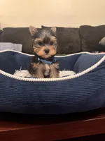 Benny, a male Yorkshire Terrier for sale in Houston, TX – 8 of 8