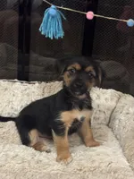 Simba, a male Morkie for sale in Houston, TX – 5 of 6