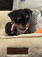 Honey, a female Yorkshire Terrier for sale in Houston, TX – 5 of 5
