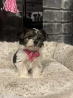 Megan, a female Yorkshire Terrier and Morkie for sale in Houston, TX – 4 of 6