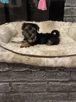 Brisa, a female Yorkshire Terrier and Morkie for sale in Houston, TX – 3 of 6