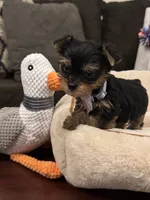 Rosie, a female Yorkshire Terrier for sale in Houston, TX – 2 of 5