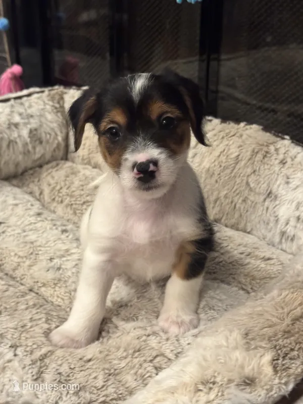 Ziggi – Morkie puppy for sale in Houston, TX