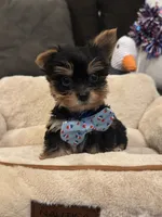 Max, a male Yorkshire Terrier for sale in Houston, TX – 1 of 5