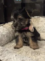 Brisa, a female Yorkshire Terrier and Morkie for sale in Houston, TX – 2 of 6