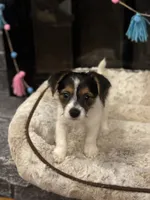 Lucas, a male Morkie for sale in Houston, TX – 2 of 6