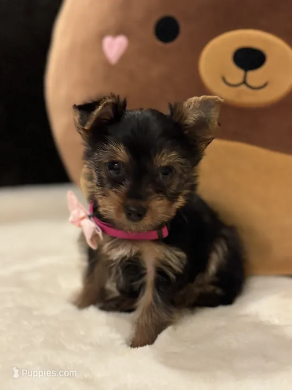 Celine – Yorkshire Terrier puppy for sale in Houston, TX