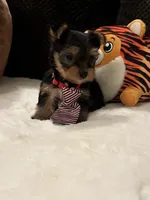 Ozzy, a male Yorkshire Terrier for sale in Houston, TX – 3 of 7