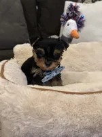 Milo, a male Yorkshire Terrier for sale in Houston, TX – 2 of 5