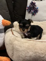 Rosie, a female Yorkshire Terrier for sale in Houston, TX – 4 of 5