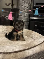 Brisa, a female Yorkshire Terrier and Morkie for sale in Houston, TX – 6 of 6