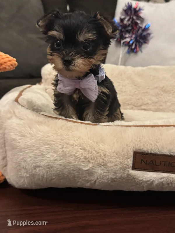 Rosie – Yorkshire Terrier puppy for sale in Houston, TX