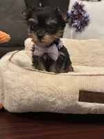 Rosie, a female Yorkshire Terrier for sale in Houston, TX – 1 of 5