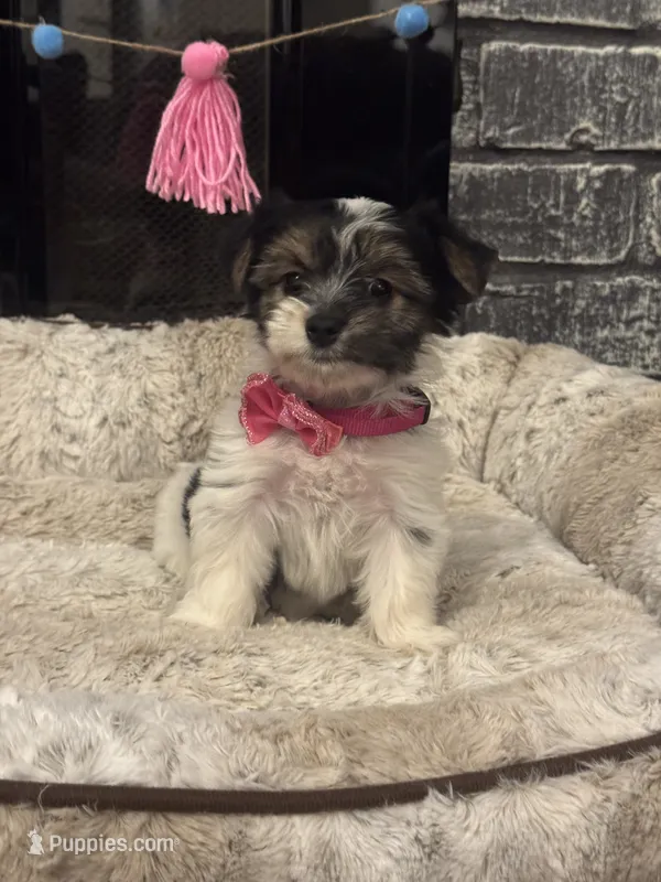 Megan – Yorkshire Terrier, Morkie puppy for sale in Houston, TX