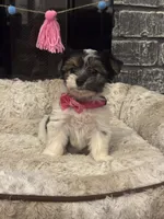 Megan, a female Yorkshire Terrier and Morkie for sale in Houston, TX – 1 of 6