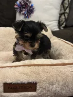 Rosie, a female Yorkshire Terrier for sale in Houston, TX – 5 of 5