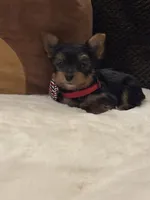 Jack, a male Yorkshire Terrier for sale in Houston, TX – 8 of 9